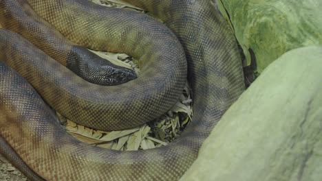 a snake curled up