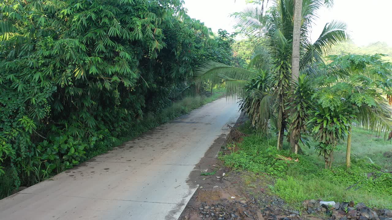 сельская дорога через пышный тропический ландшафт