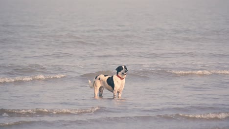 Un-Joven-Perro-Callejero-Parado-En-Pequeñas-Olas-En-La-Playa-En-Mumbai-Y-Mirando-Al-Dueño-Para-Jugar-Y-Disfrutar-De-Las-Vacaciones