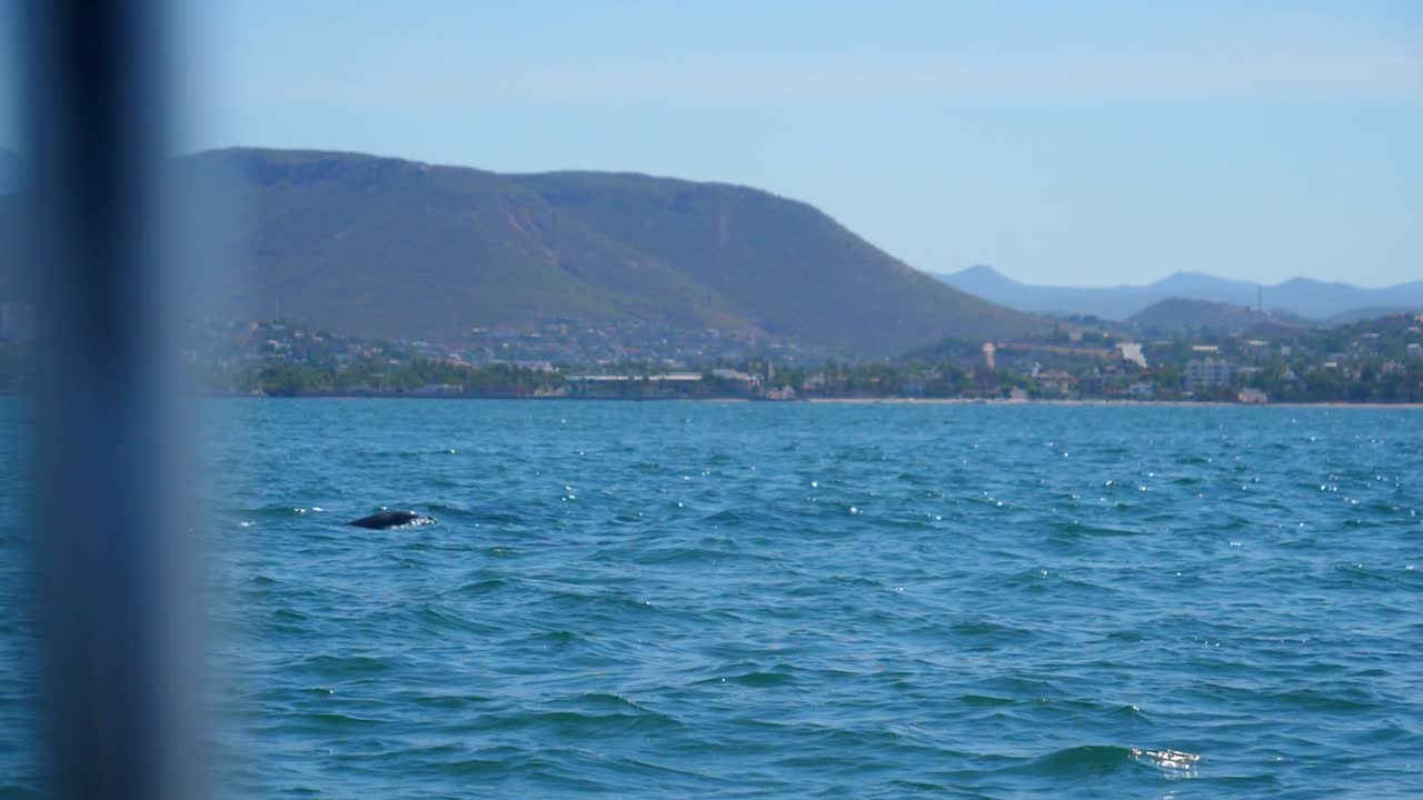Establishing shot, Scenic view of dolphin swimming in the sea of Baja Sur, Mexico, mountain range in the background