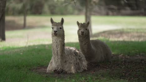 Alpakas-X2-Sitzen-Im-Schatten-In-Australien,-Aufgenommen-In-4K-Mit-Sony-FX6