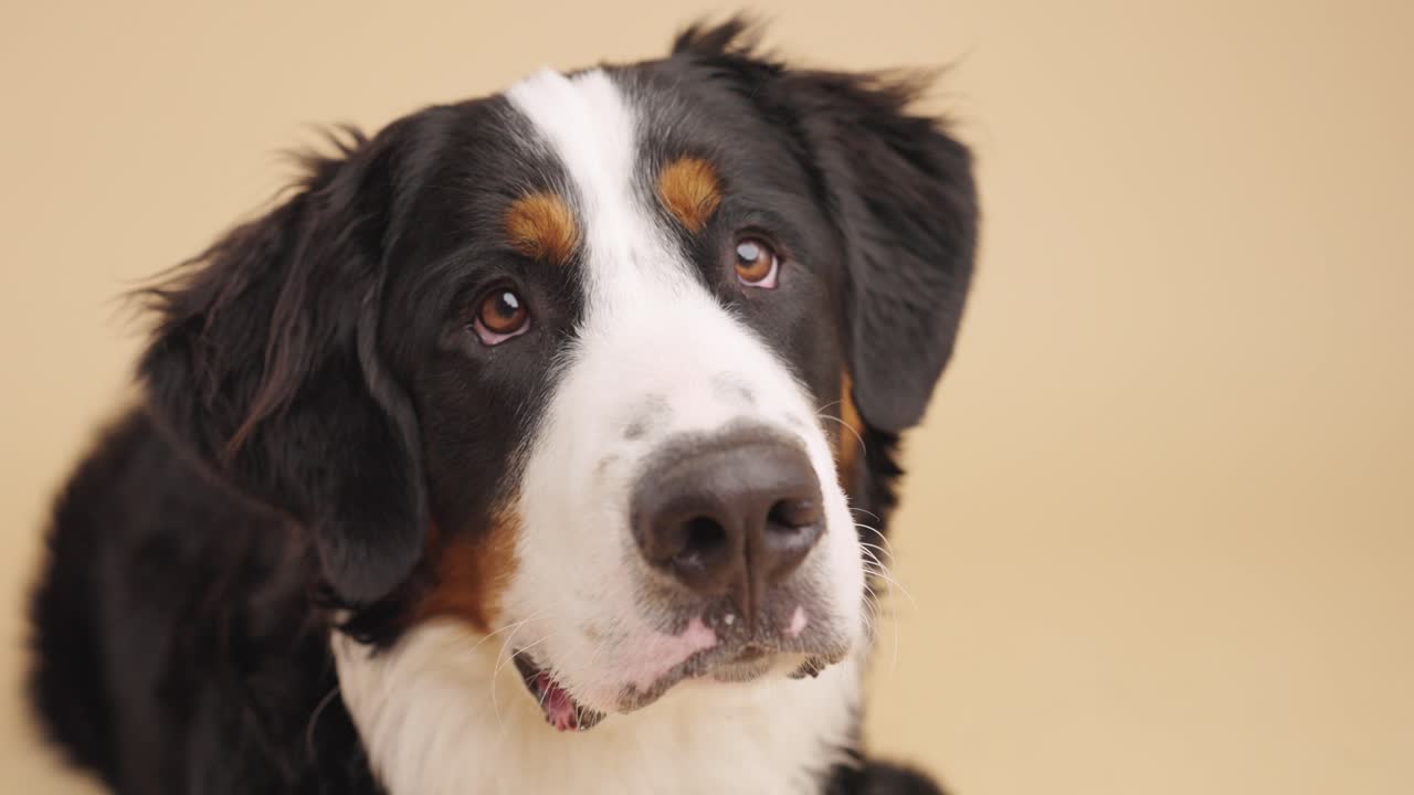 Portrait of a Bernese Mountain Dog