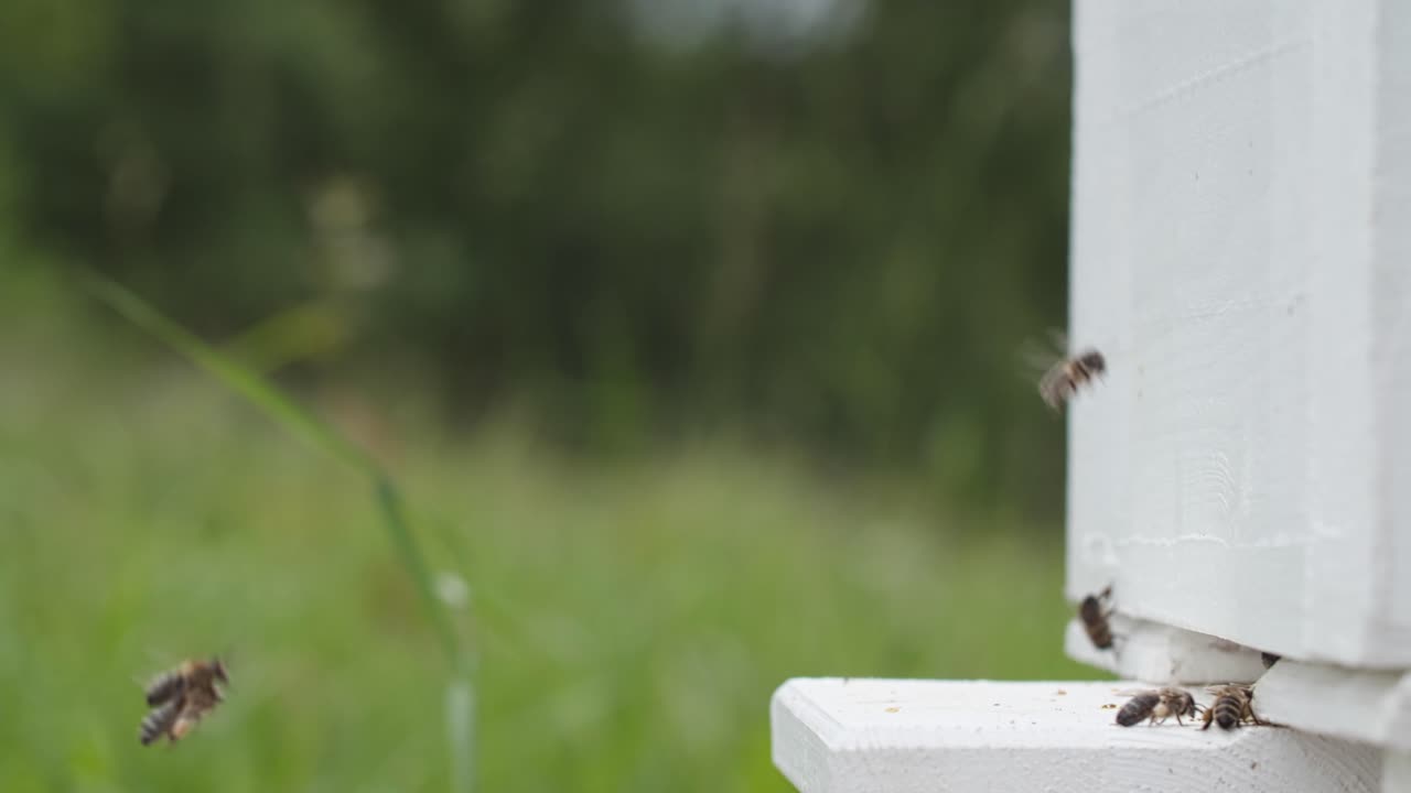 바쁜 벌들이 벌집으로 돌아갑니다.