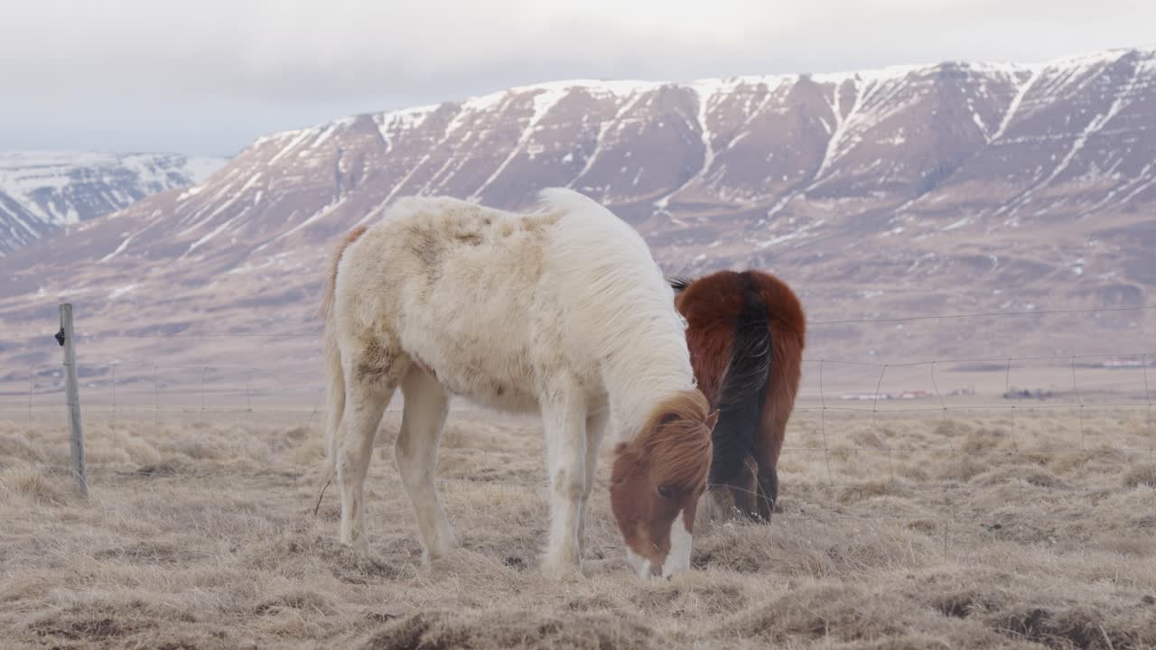 castaño pinto salpicado de caballo islandés blanco en el prado cerca de la montaña