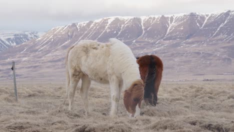 Chestnut pinto splashed white Icelandic horse stand in meadow near mountain