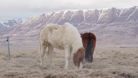 chestnut pinto splashed white icelandic horse stand in meadow near mountain