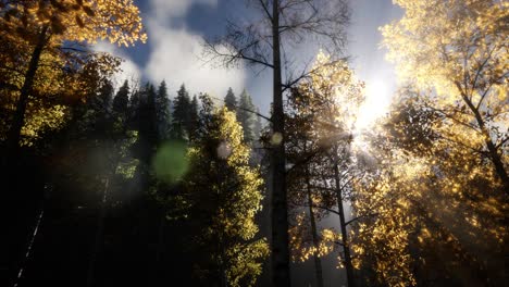 Sun-Beams-through-Trees