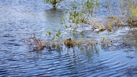 Blässhühner-Bauen-Im-Frühling-Im-Sauerland-Ein-Nest