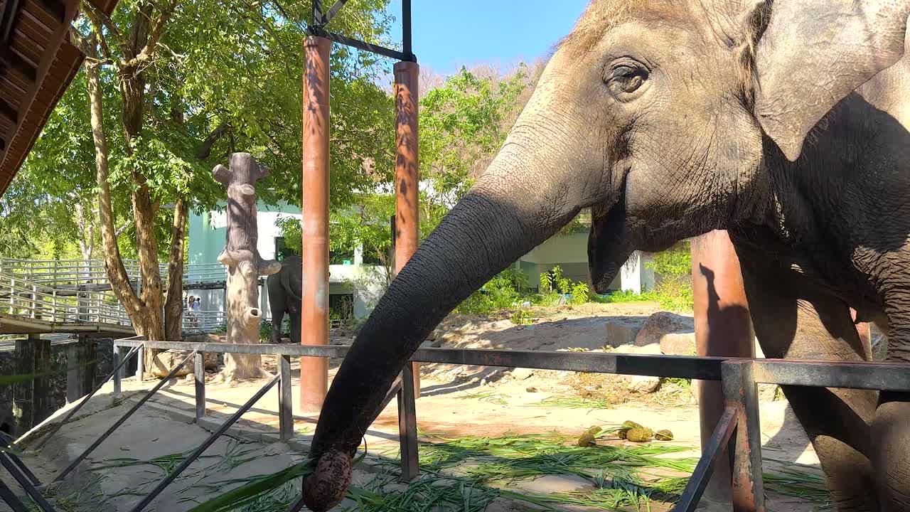 코끼리는 방문객들과 상호 작용하고, 음식을 받습니다.