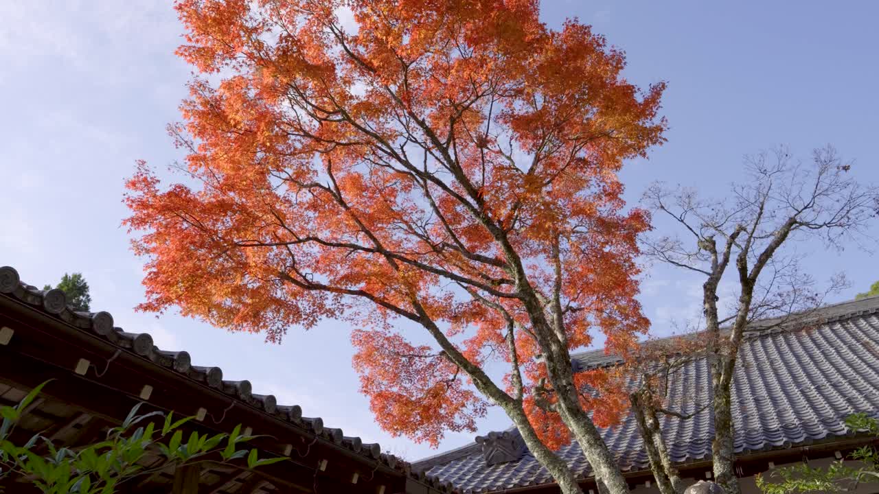 천천히 영화 속으로 올라가는 모습은 일본 사원 부지에 있는 놀라운 은 메이플 트리를 보여준다.