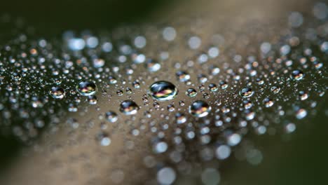 a captivating close-up of dew drops on a leaf, highlighting the stunning details and reflections of water droplets captured in nature's beauty