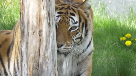 female bengal tiger hides behind a tree trunk while looking for prey - static, close up