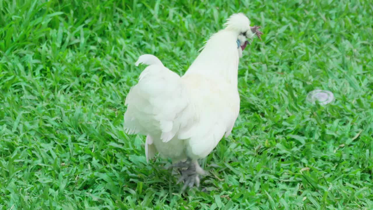 A white chicken explores vibrant green grass in a serene outdoor farm environment.