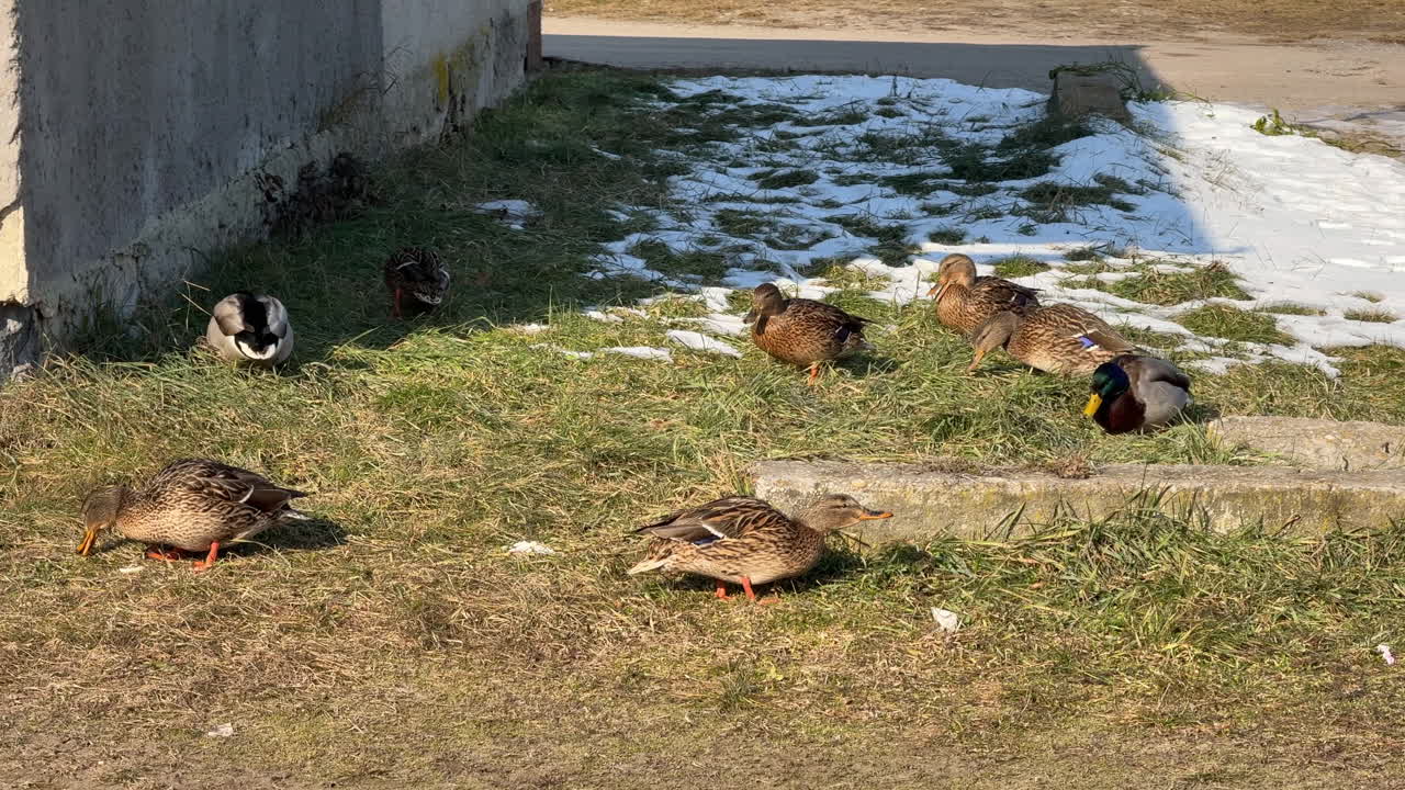 Mallard ducks foraging near a snowy urban area