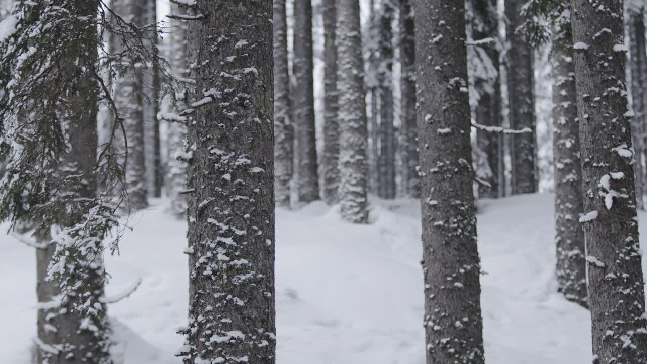 Śnieżny las sosnowy