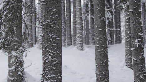 snowy pine forest