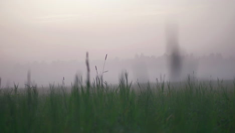 low angle perspective of meadow grass and landscape with haze