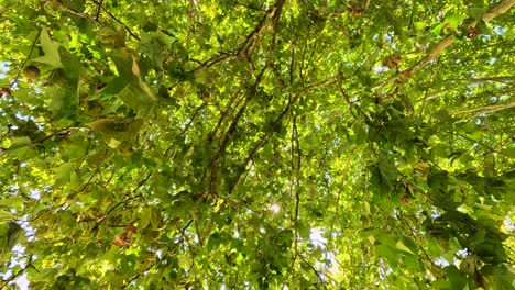 la luz del sol se asoma a través de las hojas verdes de los árboles