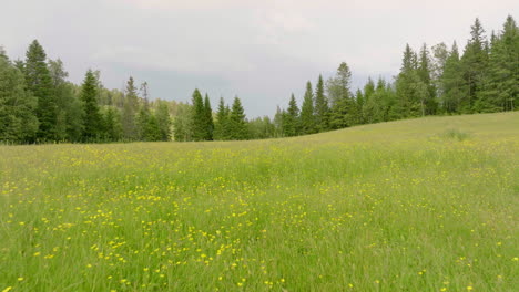 pradera verde con flores amarillas en primavera rodeada de bosque