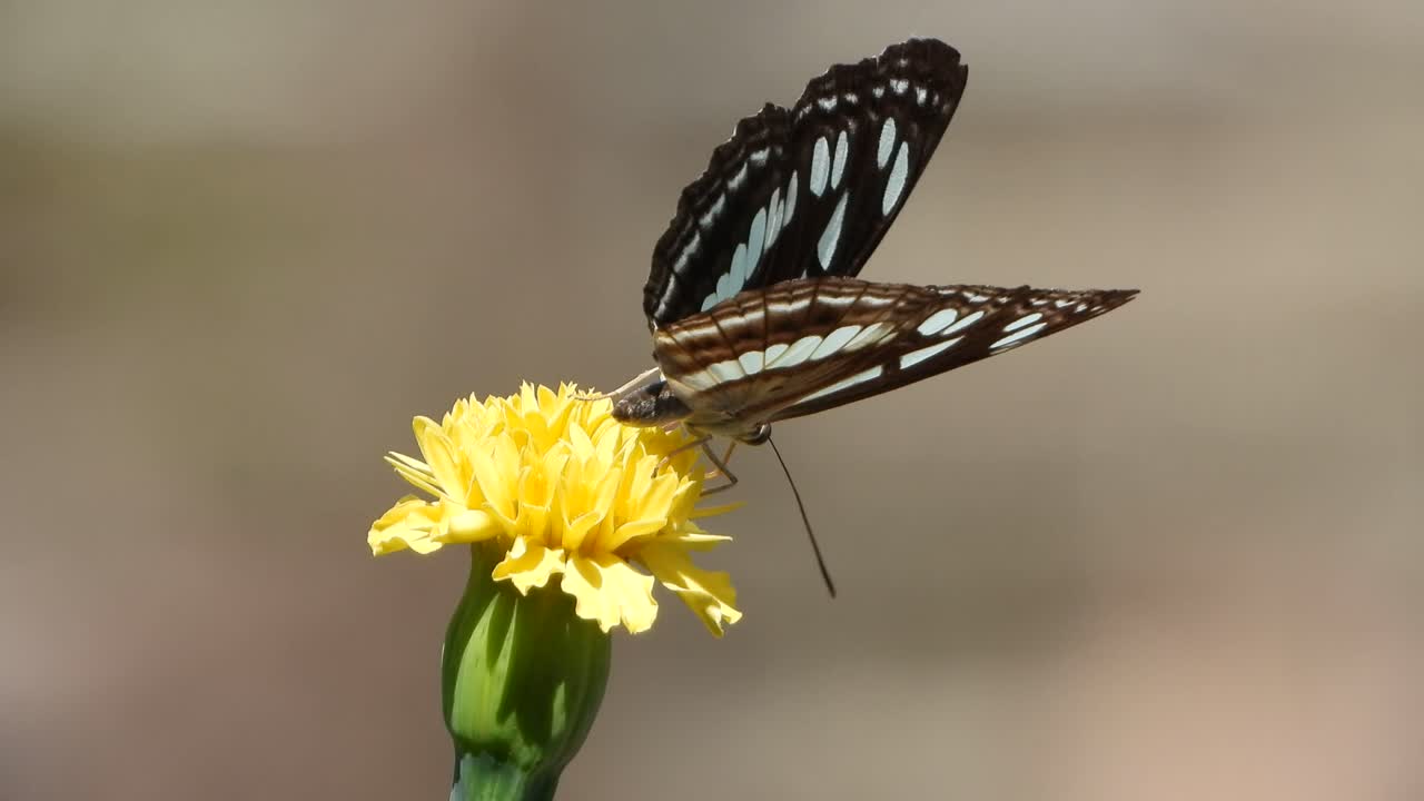 Butterfly in yellow flower closeup footage.