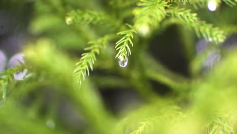 water drop hunging in green leave of pine tree during a rainstorm in slow motion