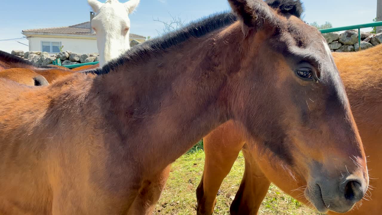 filming a close-up of a group of horses with freshly cut manes, focusing on a beautiful light brown specimen with black manes, behind which a white one appears, everything is in slow motion