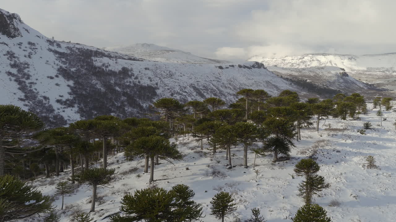 Tradizionali e popolari alberi Pehuén presso la stazione sciistica di Caviahue sul pendio innevato, Caviahue-Copahue, provincia di Neuquén, Argentina