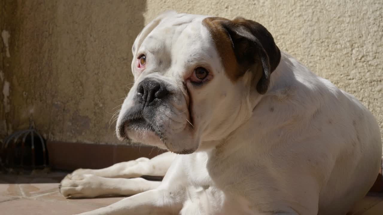 hermoso y adorable perro boxer blanco mira a la cámara