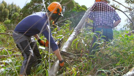 dos leñadores con motosierra cortando el tronco del árbol 4k