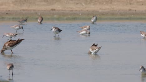 moving to the left with its head deep into the water as other birds forage, spotted redshank tringa erythropus, thailand