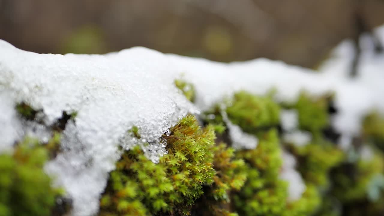 The first snow lies on the green moss
