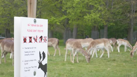 Beschilderung-Warnt-Besucher-Davor,-Die-Hirschherde-Im-Phoenix-Park-In-Dublin,-Irland,-Zu-Füttern