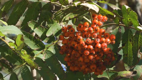 Rowanberries-hanging-in-a-three