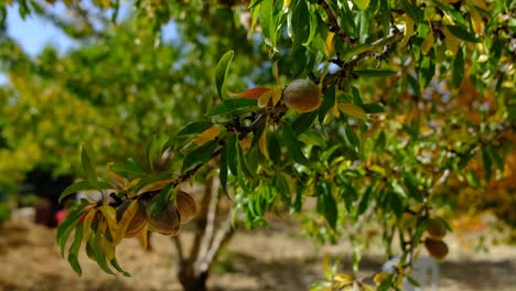 Branch-Almond-Tree