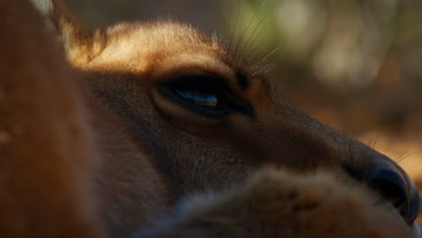 close-up of a lioness's face, showing eyes open and closed