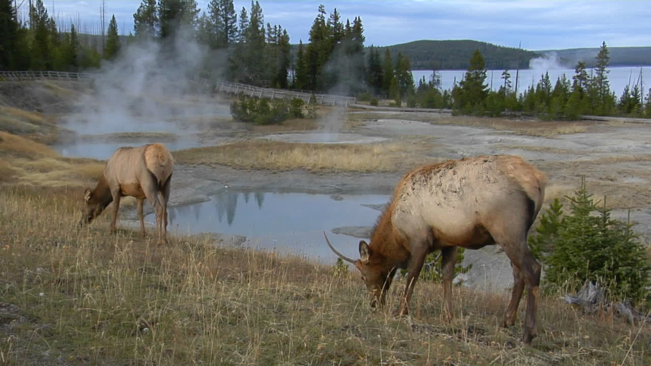 alces pastando en un campo cerca de una fuente termal natural en el parque nacional de yellowstone