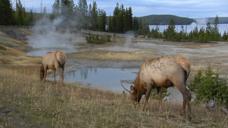 elks grazing in a field near a natural hot spring in yellowstone national park