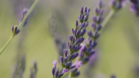Tilt-shot:-Lavandin-bushes-on-the-field,-medicinal-plant-and-beautiful-field.-Close-up-shot
