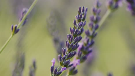 tilt shot: lavandin bushes on the field, medicinal plant and beautiful field. close-up shot