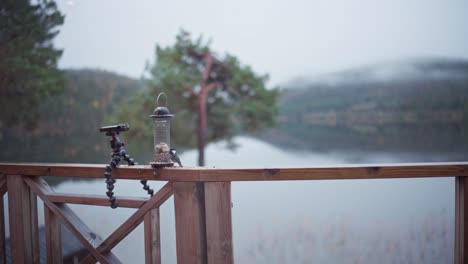 small bird eats on a bird feeder on the fence beside the tripod in norway