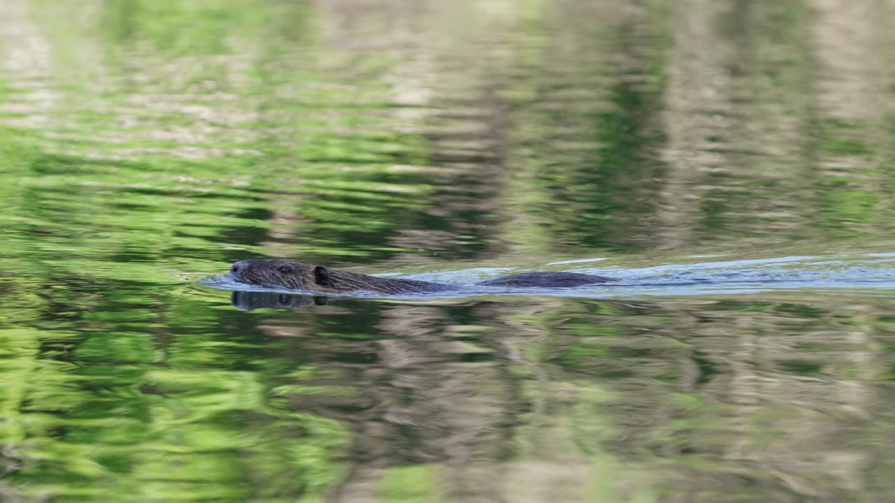 수륙 양용 코이푸스, 미오캐스터 코이푸스가 졸졸 흐르는 물에 아름다운 밝은 녹색 잎사귀 반사와 함께 호수를 가로질러 수영하고 있습니다.