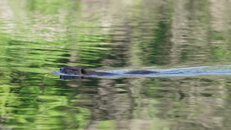 an amphibious coypus, myocastor coypus swimming across the lake with beautiful bright green foliage reflection on rippling water, close up shot