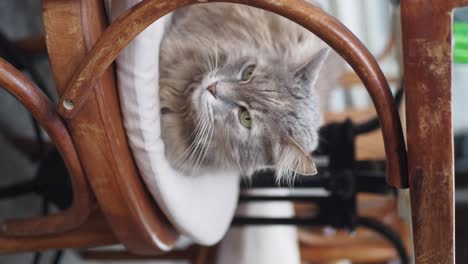 a gray cat with green eyes sits on a chair