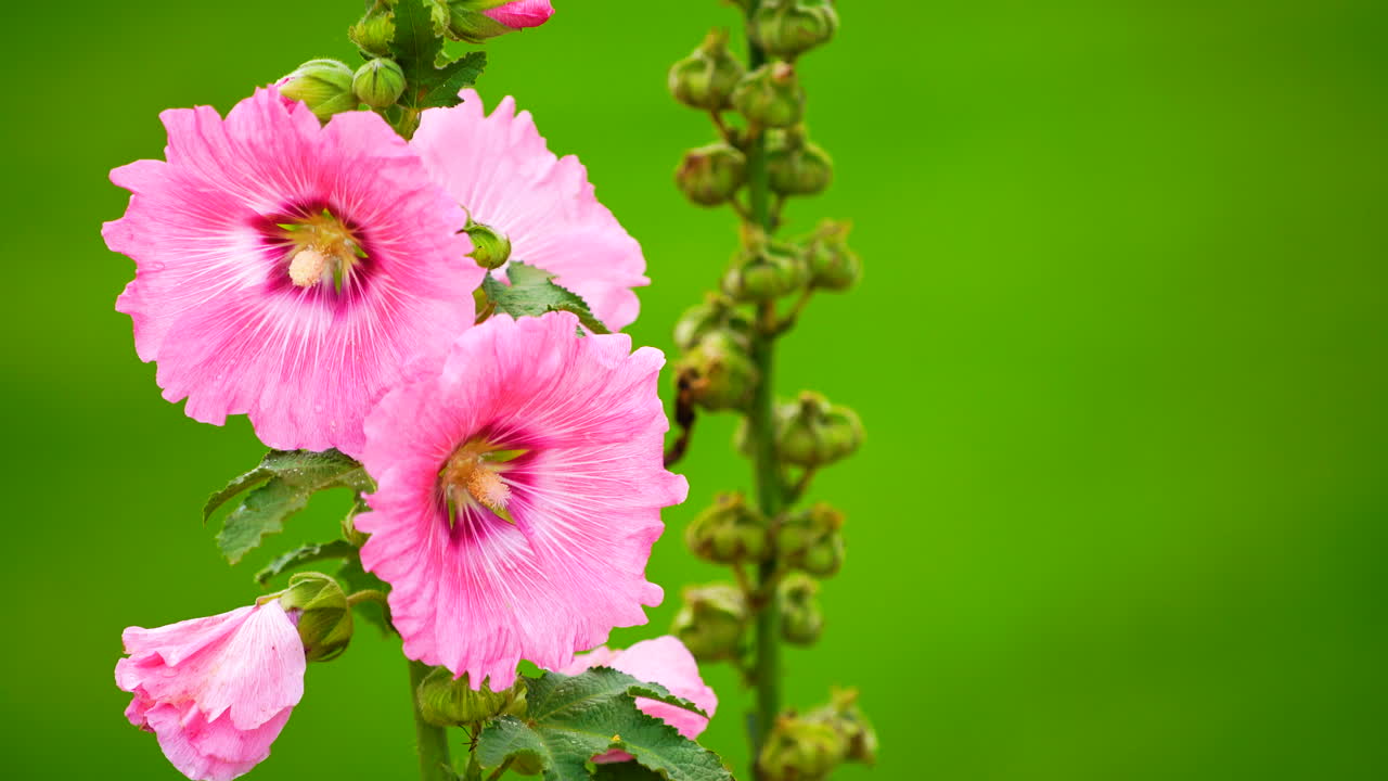 초록색 필드 배경에 분홍색 꽃.