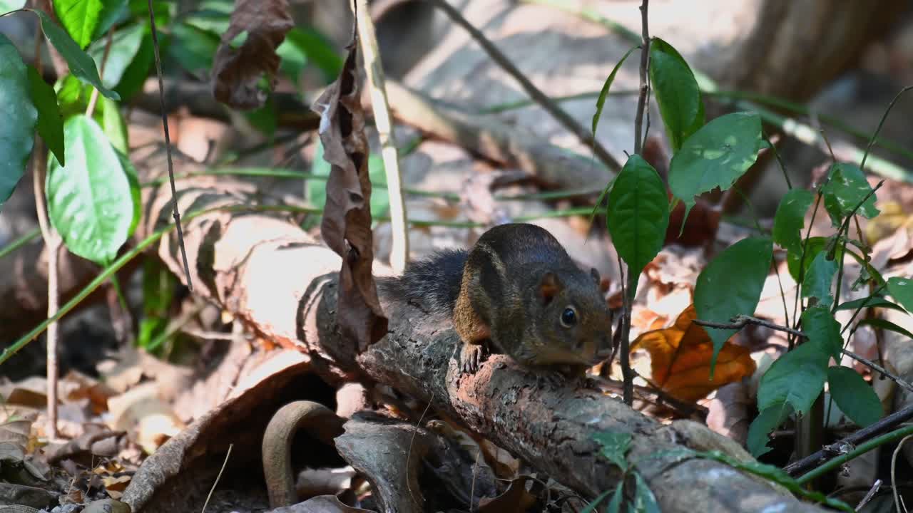Scoiattolo terrestre indocinese, Menetes berdmorei, che si nasconde dietro una foglia secca oscillante e si gira rapidamente su un ramo caduto nella foresta.