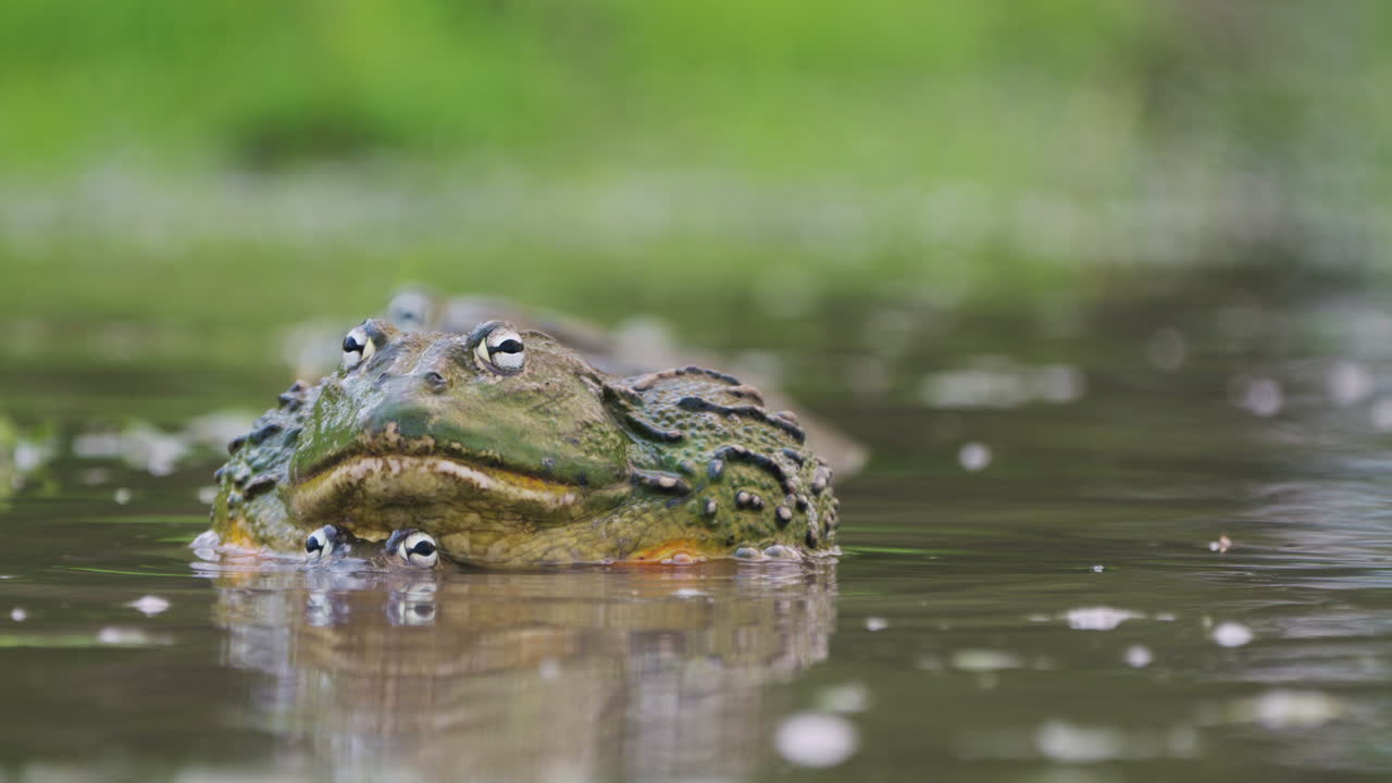 Large African Bullfrogs During Their Mating Season In A Pond At Central Kalahari Nature Reserve In Botswana. Selective Focus Shot