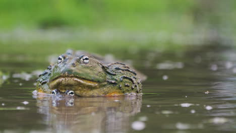 large african bullfrogs during their mating season in a pond at central kalahari nature reserve in botswana. selective focus shot