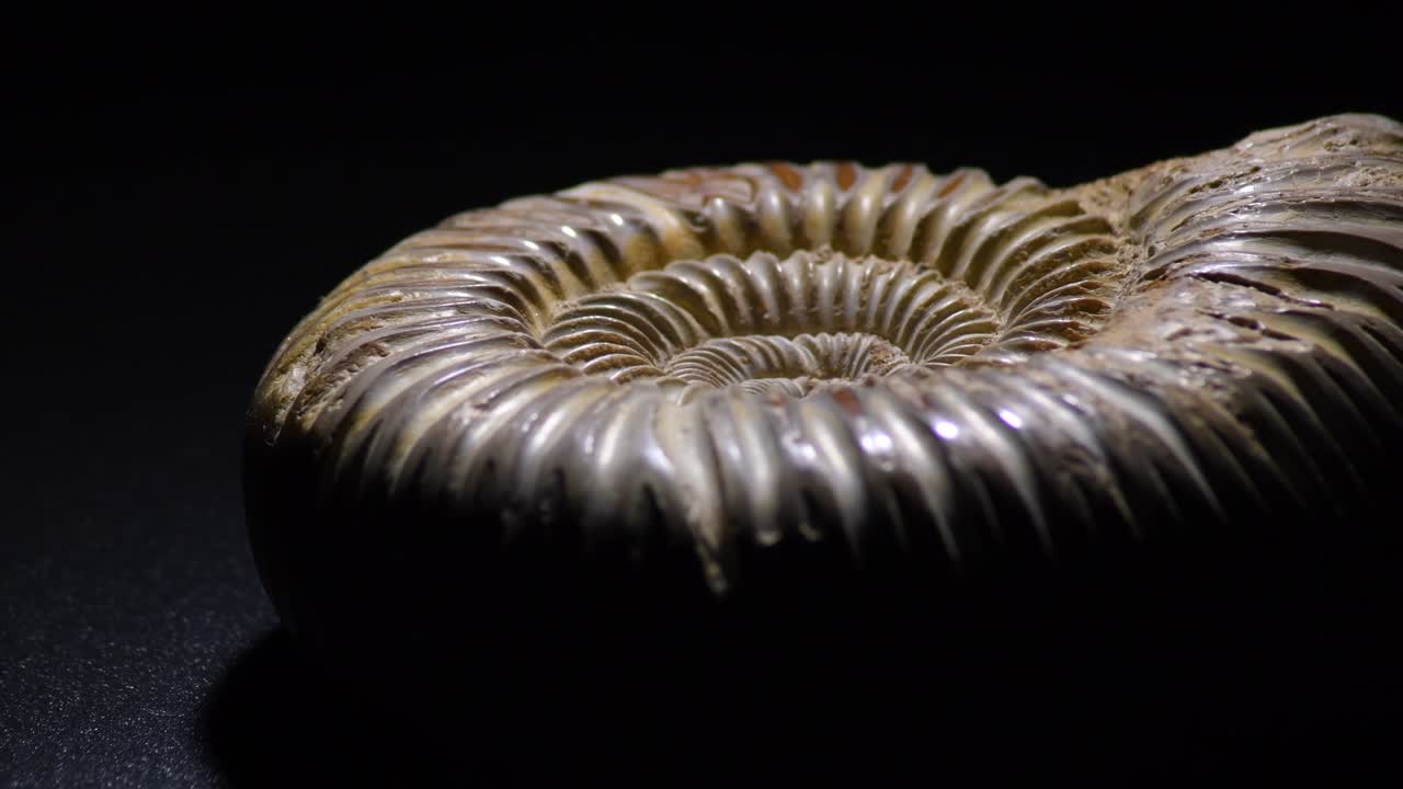 선사시대의 암모나이트 화석은 검은 바탕으로 회전합니다.