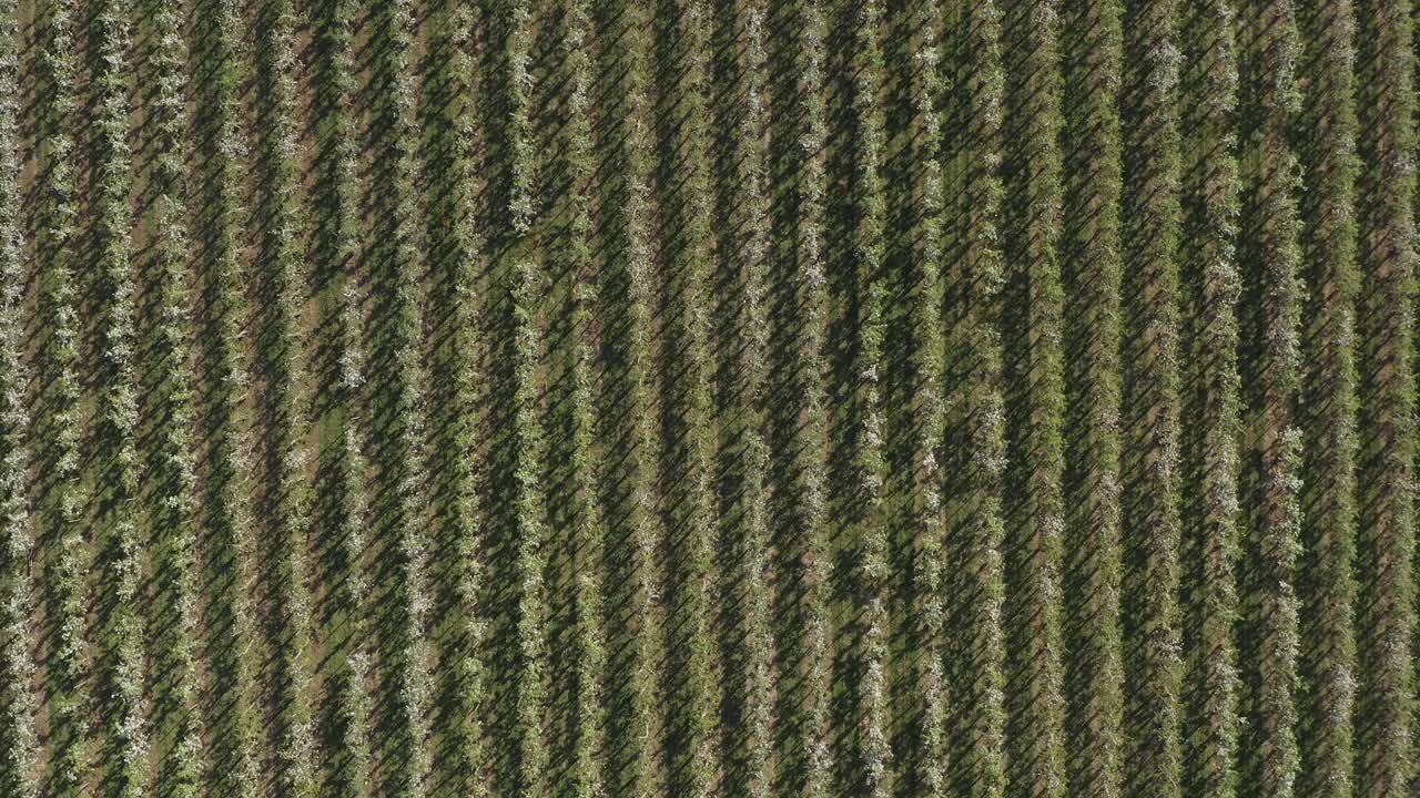 toma superior de un dron - toma aérea de una flor de manzana blanca y soleada en un campo grande 30p