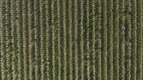 Top-shot-of-a-drone---aerial-shot-of-a-sunny-white-apple-blossom-on-a-big-field-30p